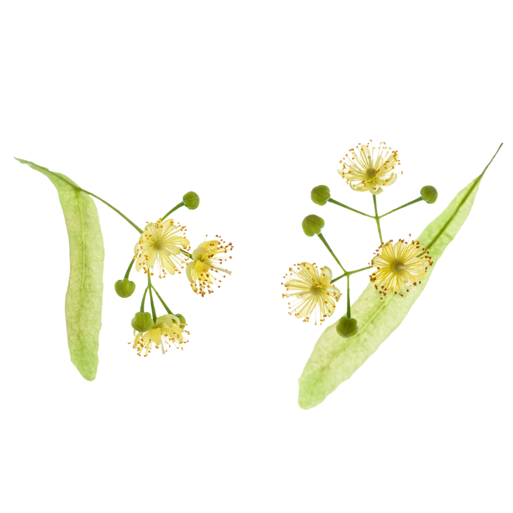 Linden flowers