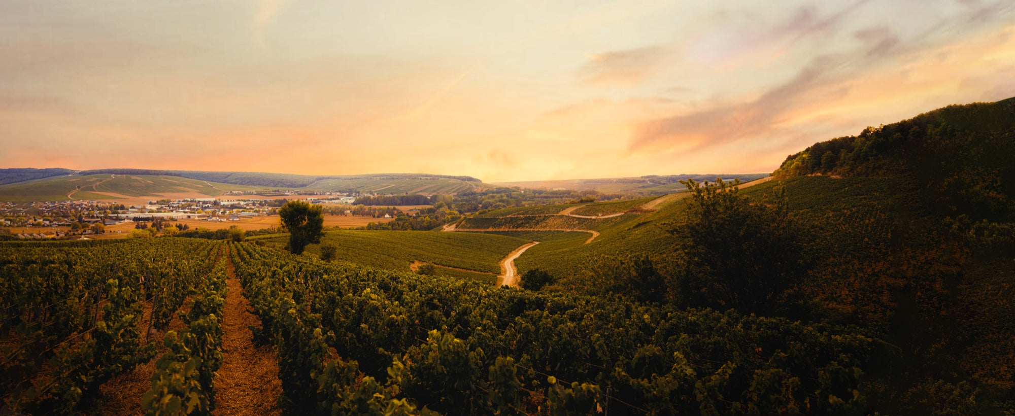 The Watson family vineyards in Northern France